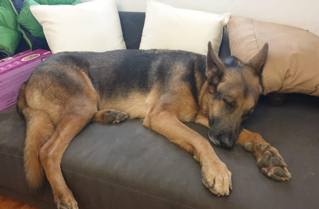 dog at home